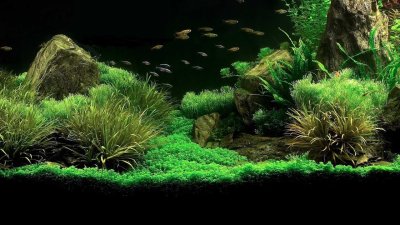 Фон для аквариума