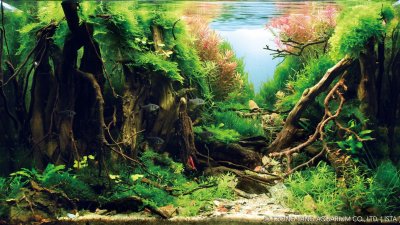 Акваскейп реки берег