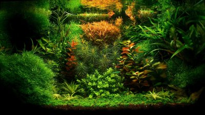 Голландский акваскейп