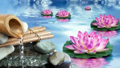 Лотос фен шуй