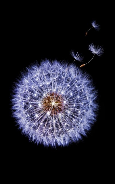 Одуванчик самсунг