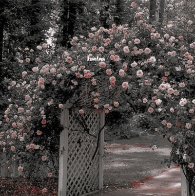 Цветы в саду Эстетика