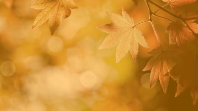 Фон для презентации осень