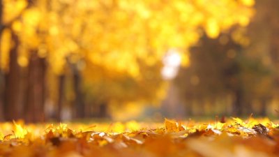 Осенний фон размытый