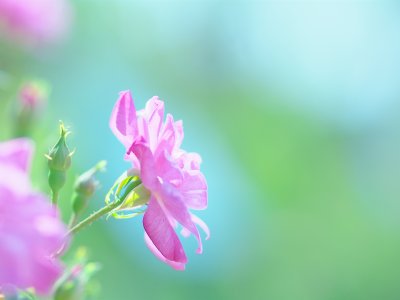 Нежный цветок