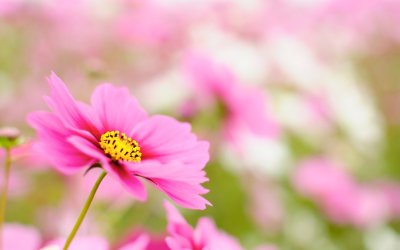 Нежные цветочки