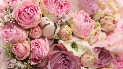 Нежные пионы