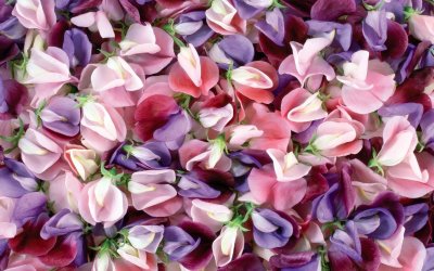 Лепесток цветка