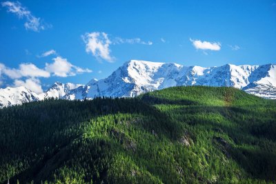 Луга Алтая горный Алтай