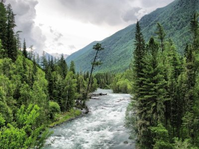 Река Аргун горный Алтай