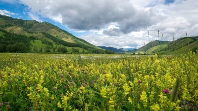 Алтайский заповедник Альпийские Луга