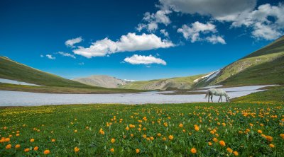 Цветущие Альпийские Луга Алтая