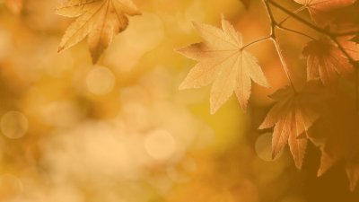 Осенние листья фон