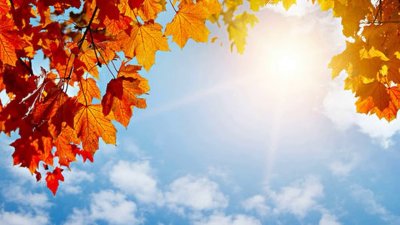 Осенние листья фон