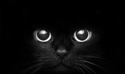 Чёрный кот