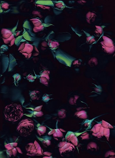 Цветы на темном фоне