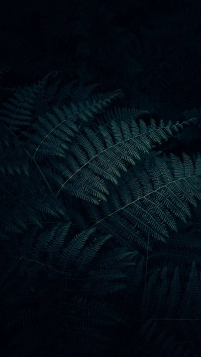 Папоротник темный