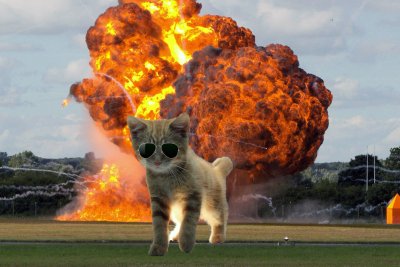 Коты на фоне взрыва