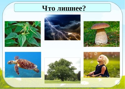 Объекты живой и неживой природы