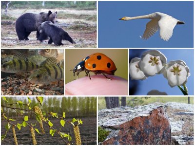 Объекты живой природы растения