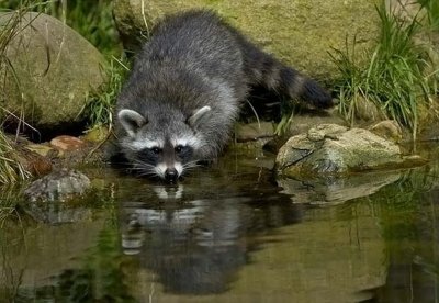 Енот с рыбой