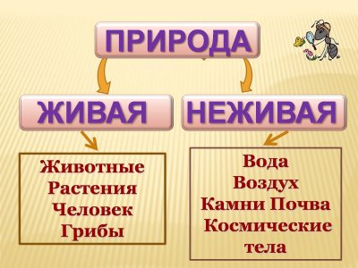 Живая и неживая природа