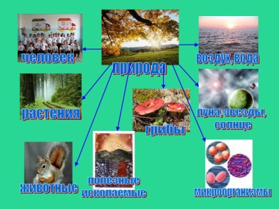Связь живой и неживой природы