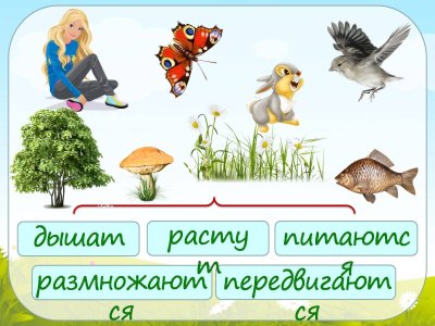 Живая и неживая природа