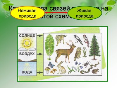 Схема взаимосвязи живой и неживой природы