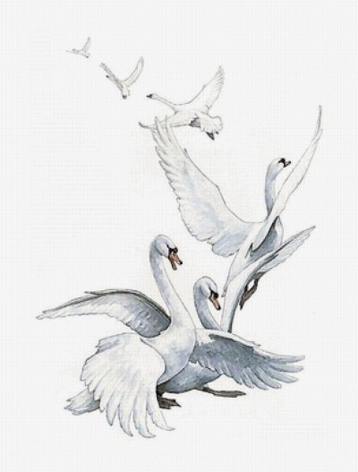 Лебедь на белом фоне