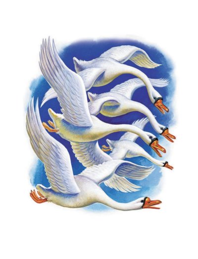 Гуси лебеди на прозрачном фоне