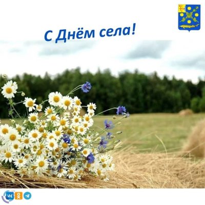 Поле ромашек