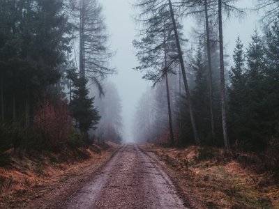 Дорога в тайге