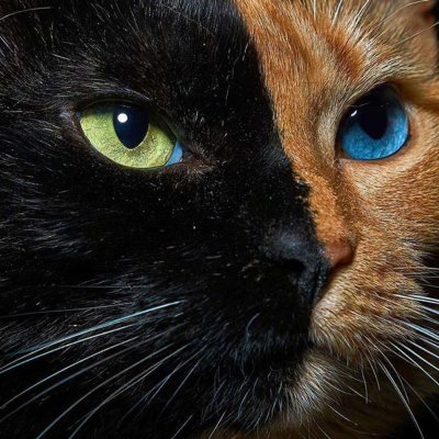 Котик плачет