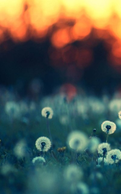 Картинки макро