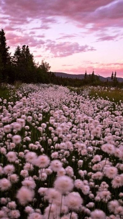 Эстетика природы розовые