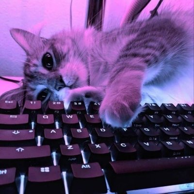 Кот в фиолетовых тонах