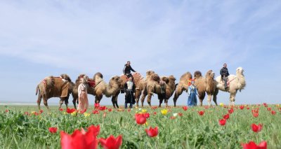 Верблюд калмыцкий бактриан в степи