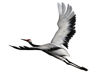 Журавль рисунок