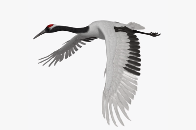 Журавль без фона