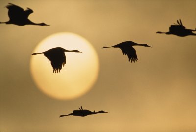 Журавль в небе