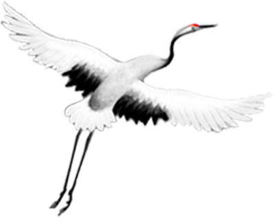 Журавль в полете на белом фоне