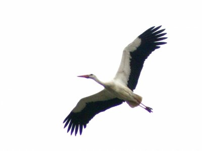 Аист на белом фоне