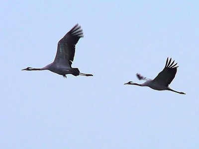 Журавль в небе