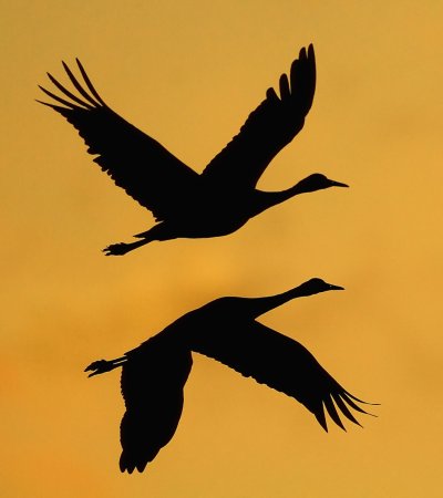 Журавль силуэт