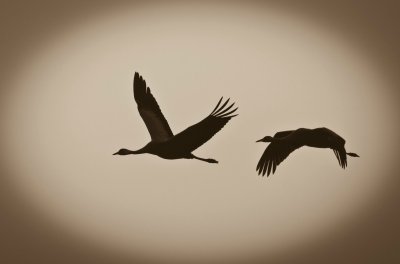 Журавль силуэт