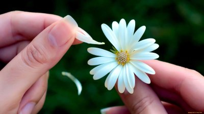 Погадаем на ромашке