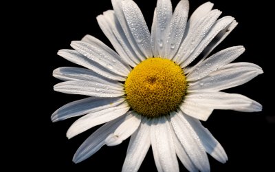 Ромашка без лепестков