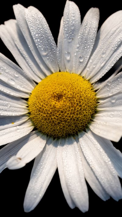 Обои на айфон ромашки