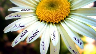 Люблю ромашки